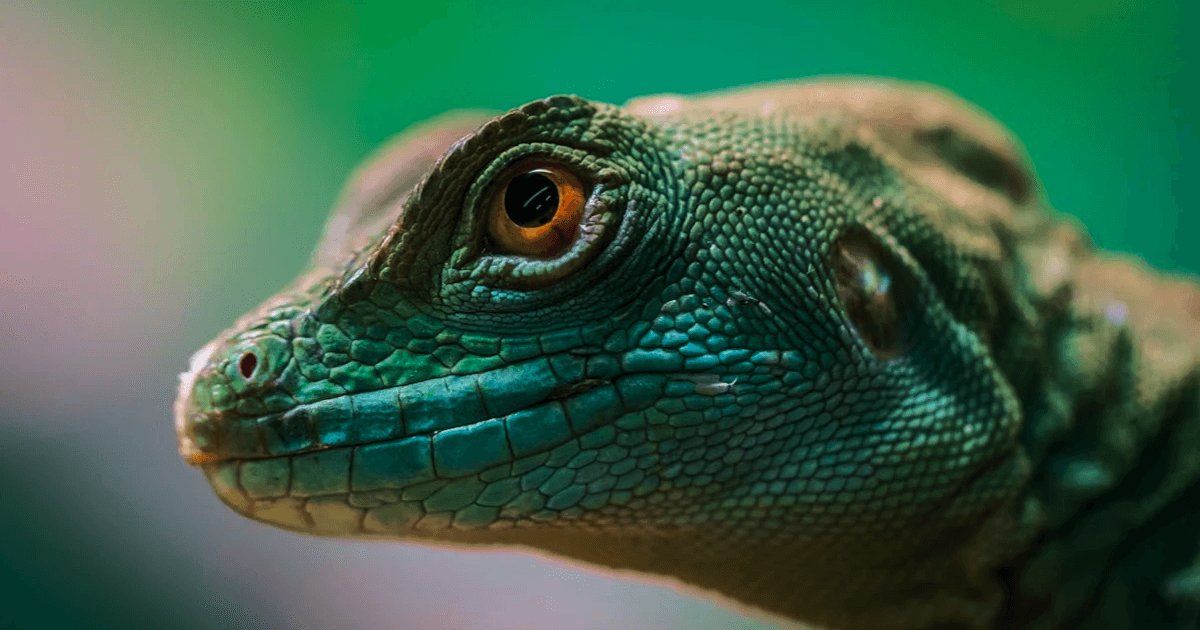 a green reptile's eyes